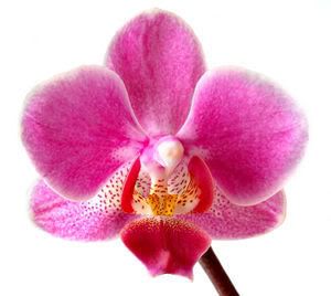 orchid.jpg