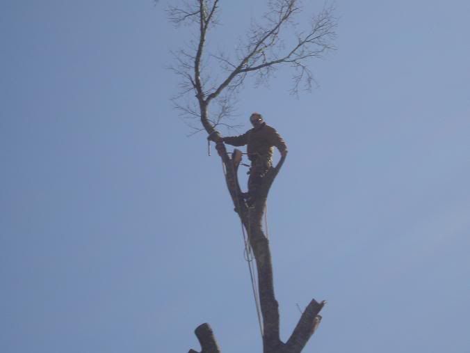 treework2010006.jpg