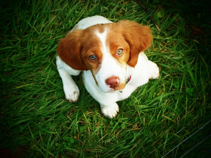 brittany-spaniel-dogs-puppies-1.jpg