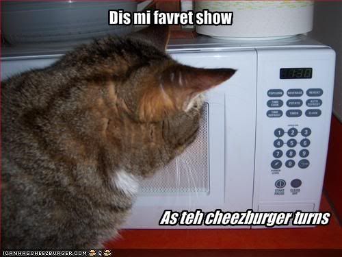 funny-pictures-cat-watches-his-favo.jpg