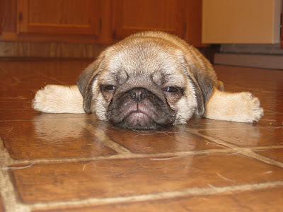 CutePugPuppyPictures4.jpg