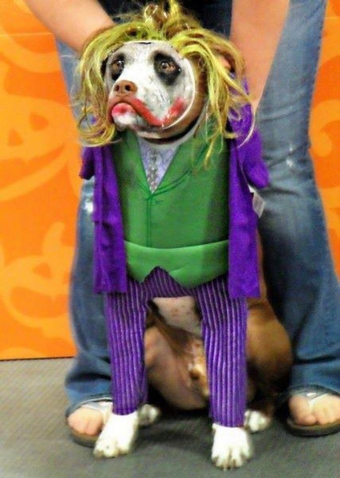 Dog_Clown_Joker.jpg