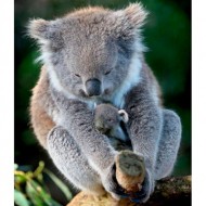 koalas-cute-baby-animals-good-housekeeping__small.jpg