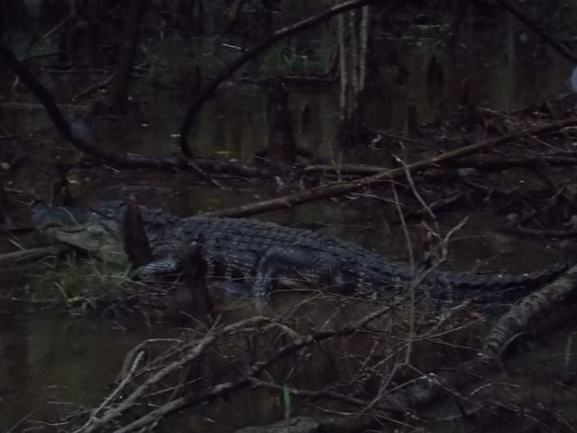 gator1.jpg