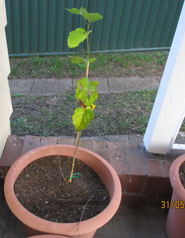 IMG-0393-mulberry-seedling-still-not-dormnant-yet-but-looks-battered-after-a-week-of-gales-31may2020.jpg