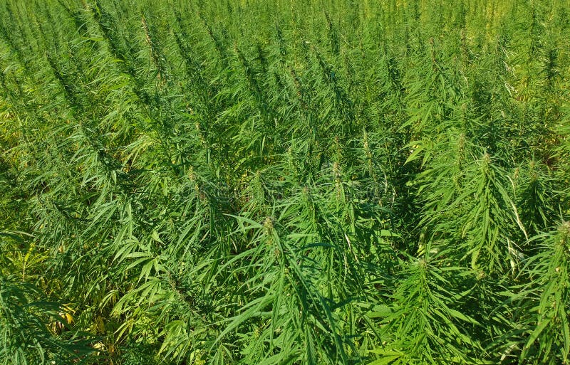 Aerial View on Marijuana Weed Field. Stock Photo - Image of drug, green ...