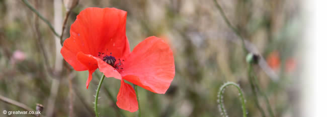 somme-battlefield-poppy-650.jpg