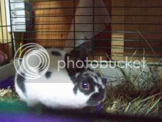 Bunnies09015.jpg