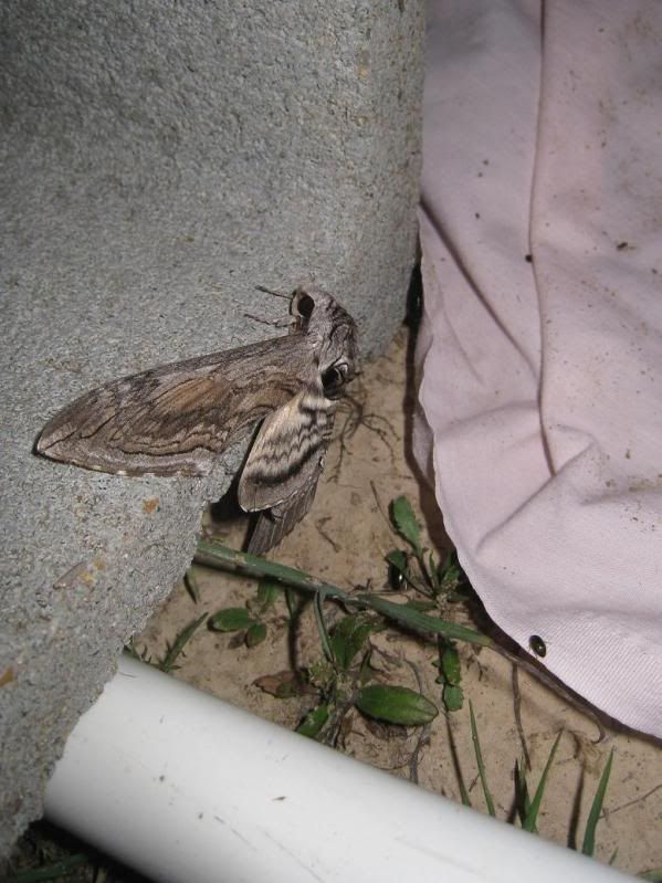 moth25.jpg