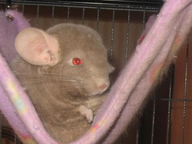 lolchinchillas041.jpg