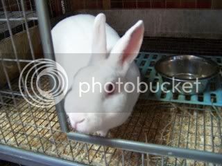 PortTownsendBunnies087.jpg