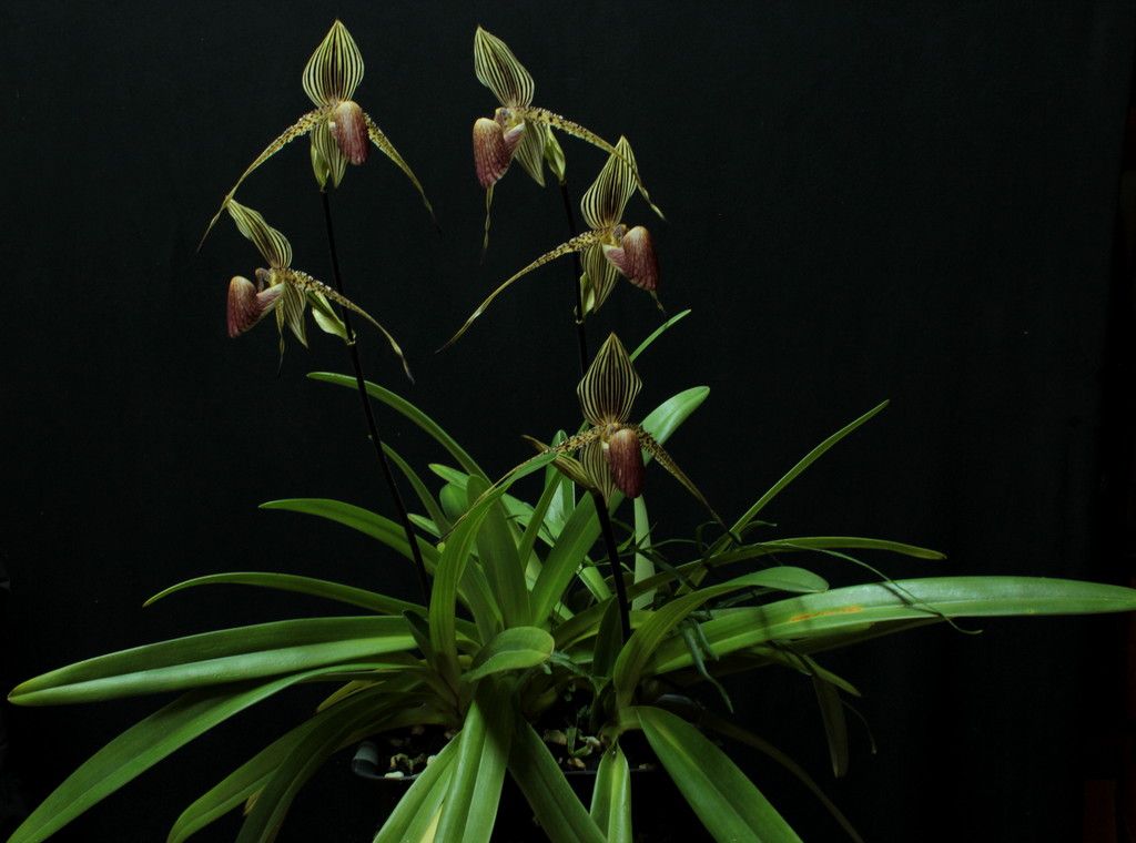 Paph%20roth%20PV%20x%20Tenny%20WP_zpsfxlitie9.jpg