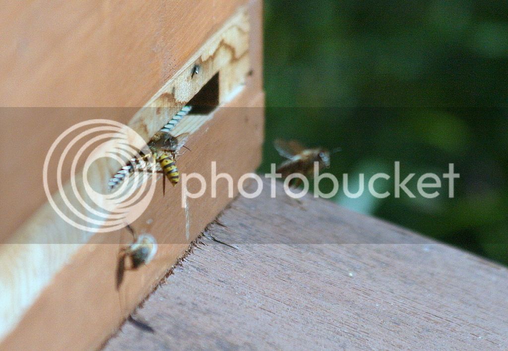 Bees%20and%20wasps%20217_zpslqtx1aqz.jpg