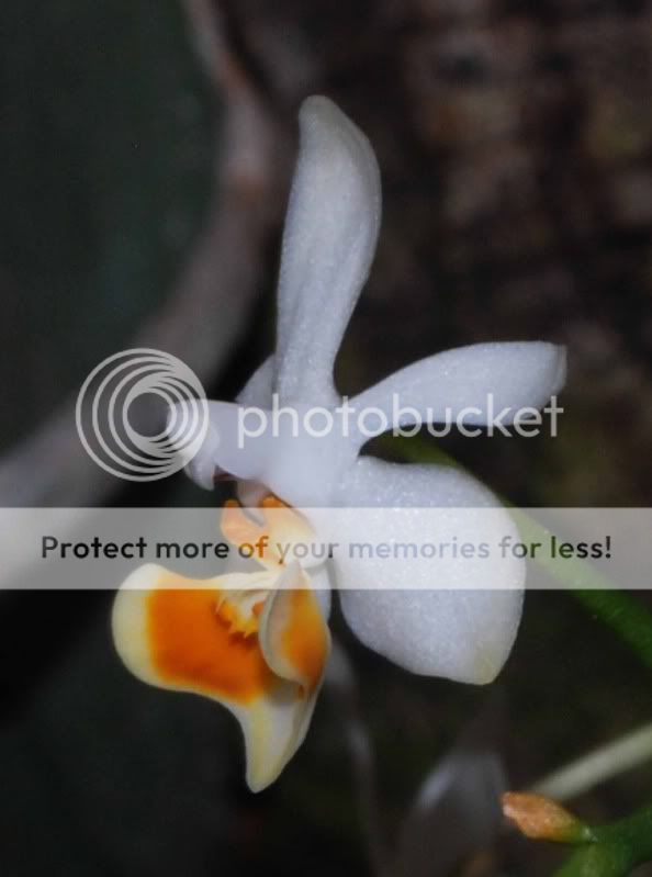 Phalaenopsismalipoensis2011-05UnterwssenBlteSeite.jpg