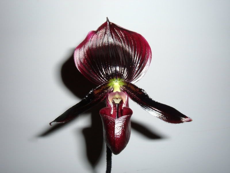 OrchidPictures2008061.jpg