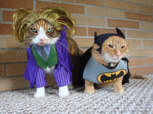 batman-and-joker-cat-cats-kitten-kitty-pic-picture-funny-lolcat-cute-fun-lovely-photo-images.jpg