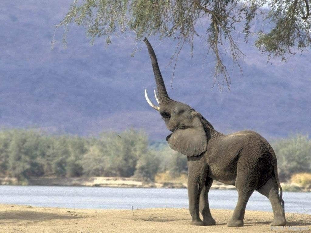 Huge-and-Massive-Elephant-elephants-35204274-1024-768.jpg