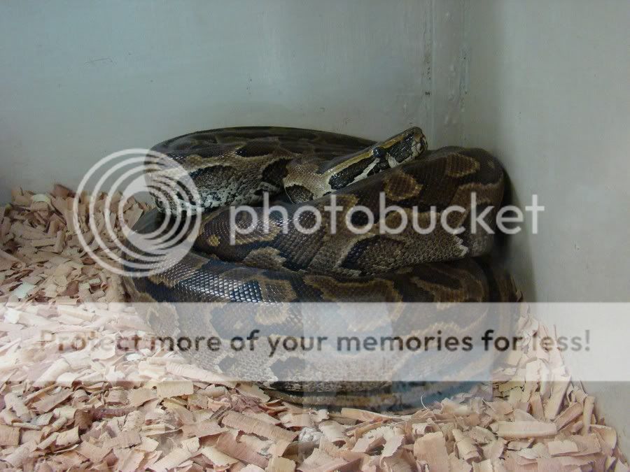 SnakePark17.jpg