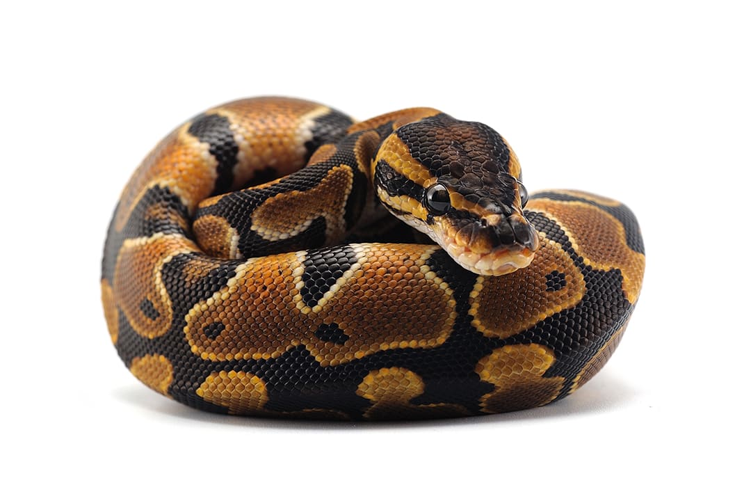 21-443495_BallPython_WhiteBG_1080x720