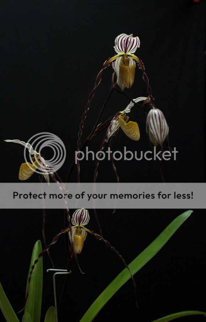 Paph%20roebelenii%201_zpsqvxedckv.jpg