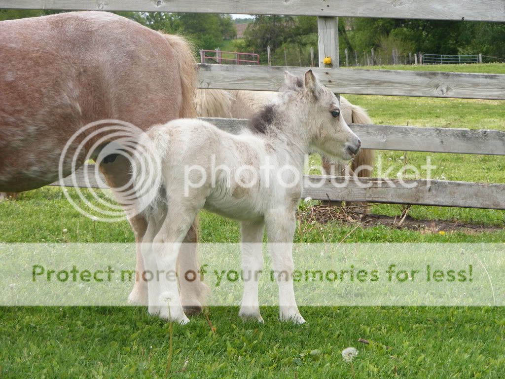 vanaandstrawberryfoals030.jpg