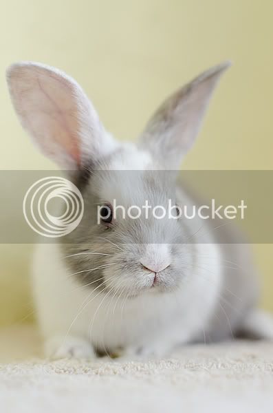 bunny06.jpg