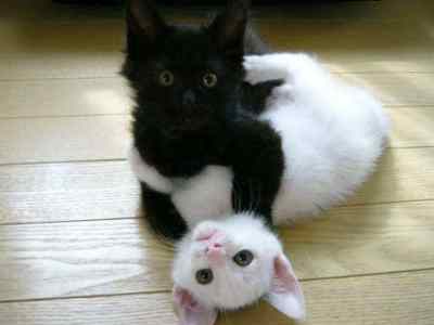the-black-white-kittens.jpg