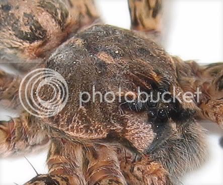 Dolomedes3.jpg