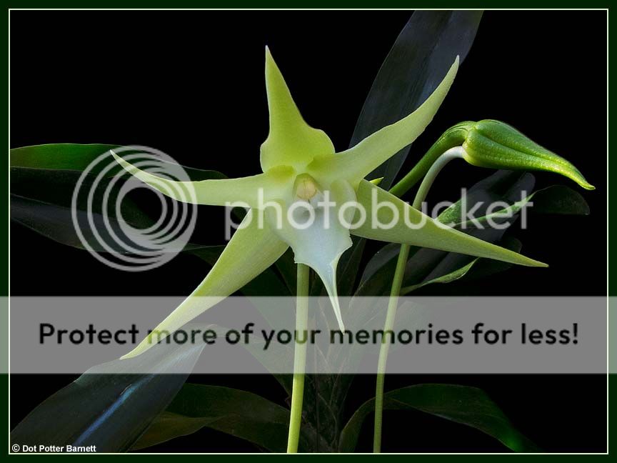 Angraecum_sesquipedale-Opening_zps41d26ca1.jpg