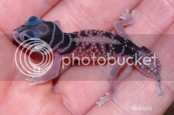 Geckosforsale_-4.jpg