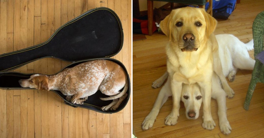 dogs-sit-wherever-they-fit.jpg
