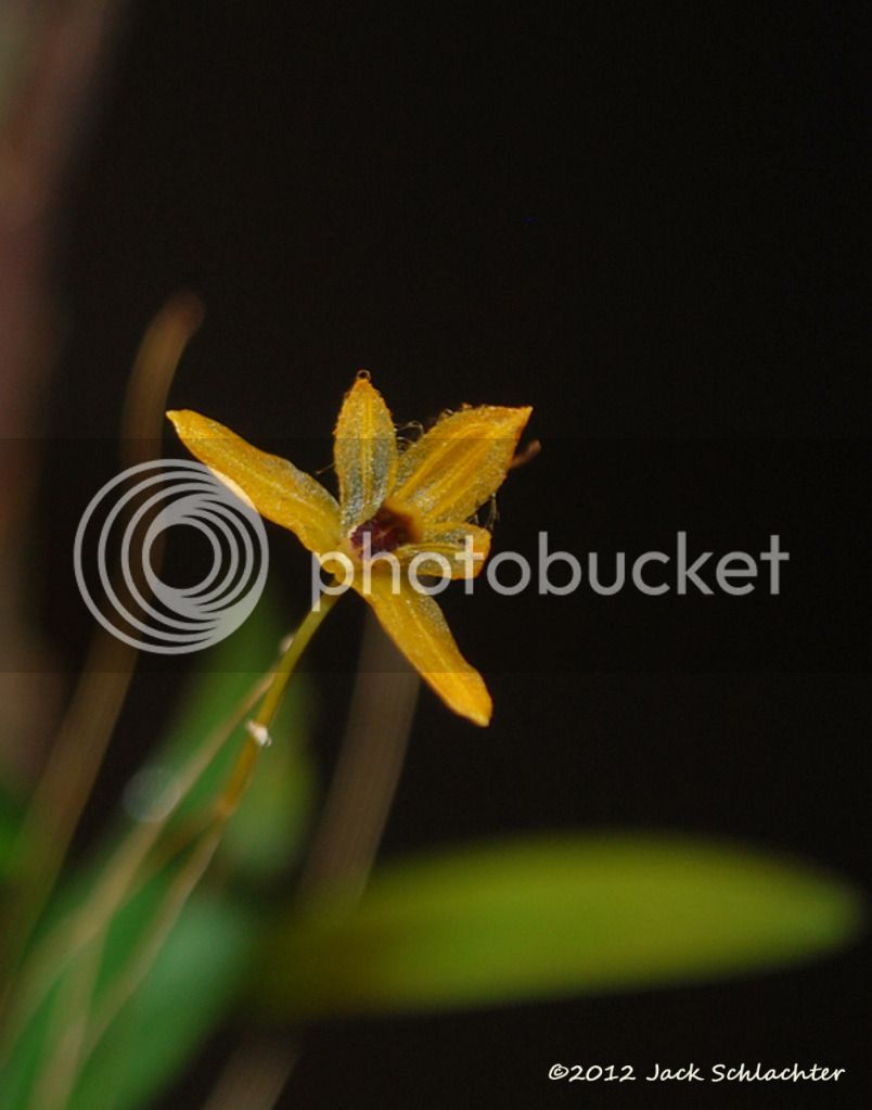 Bulbophyllumaestivale.jpg