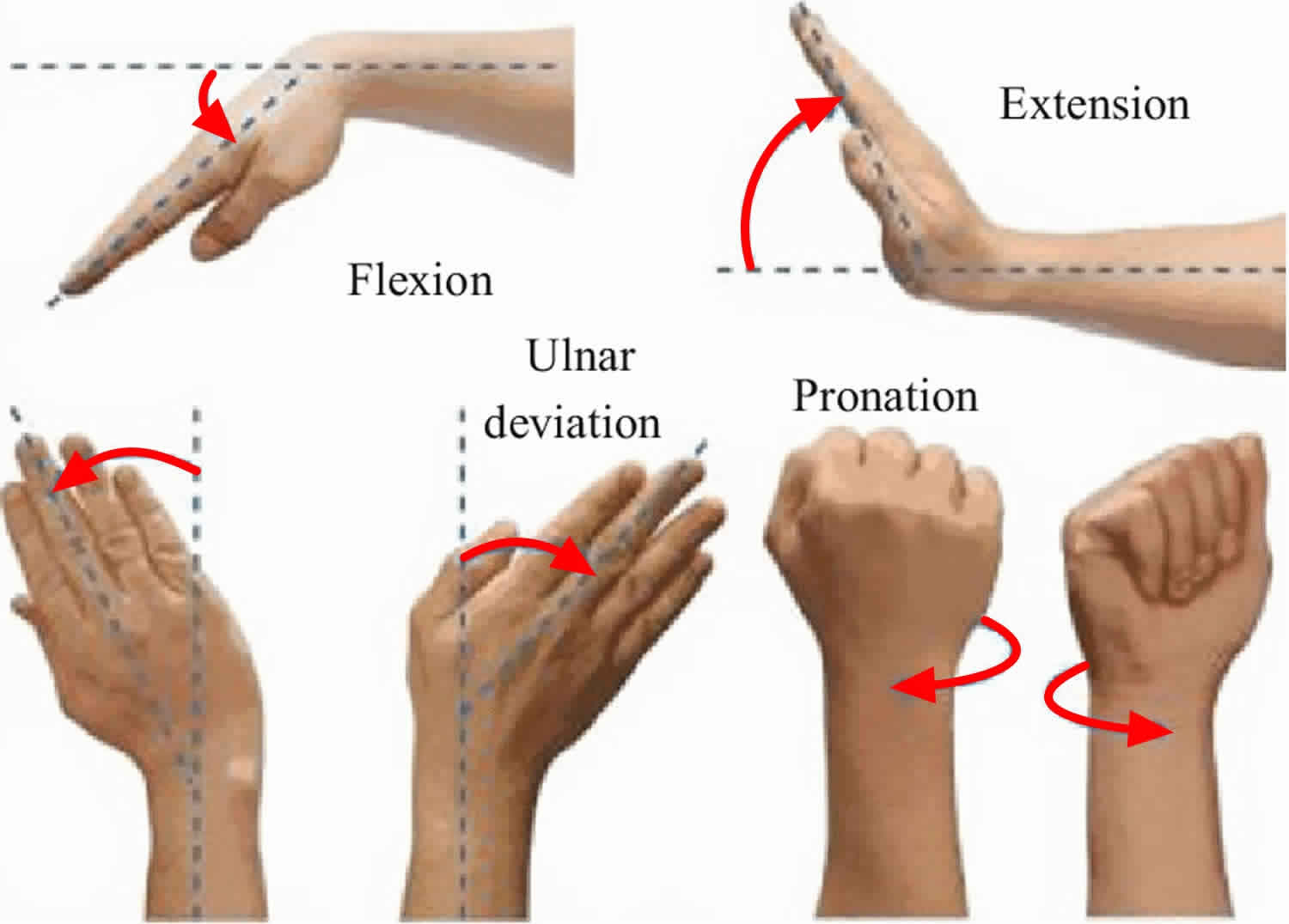 Movements-range-of-the-wrist.jpg