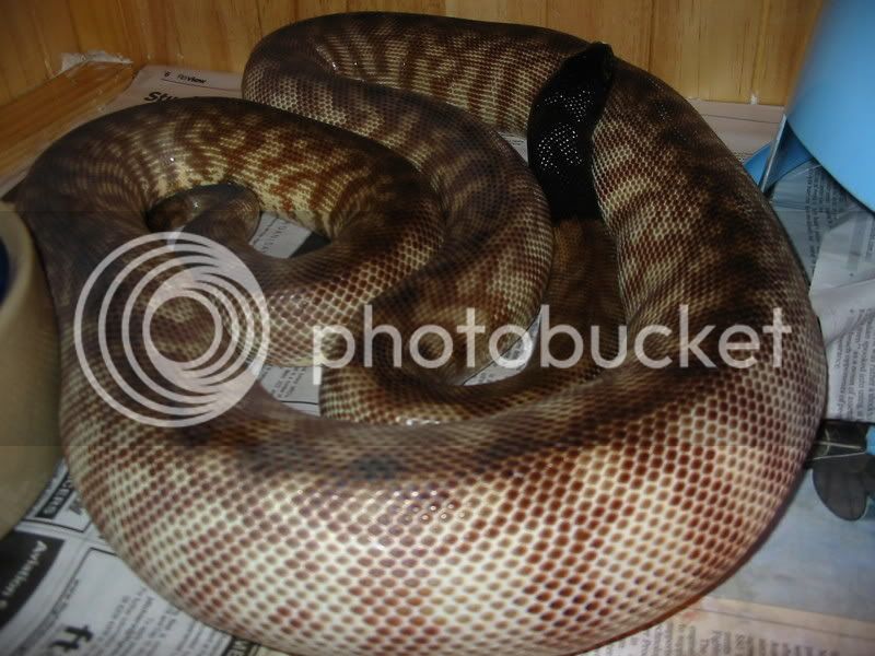 Snakes032.jpg