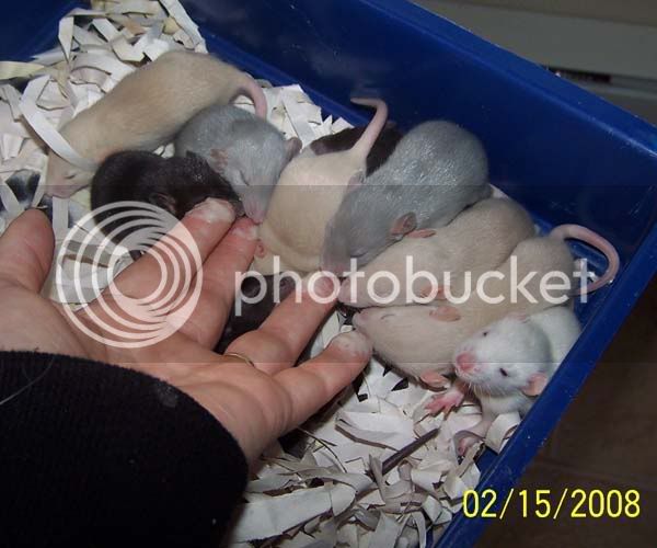 rats057-1.jpg