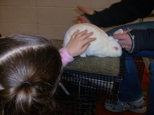 RabbitShow121209007.jpg