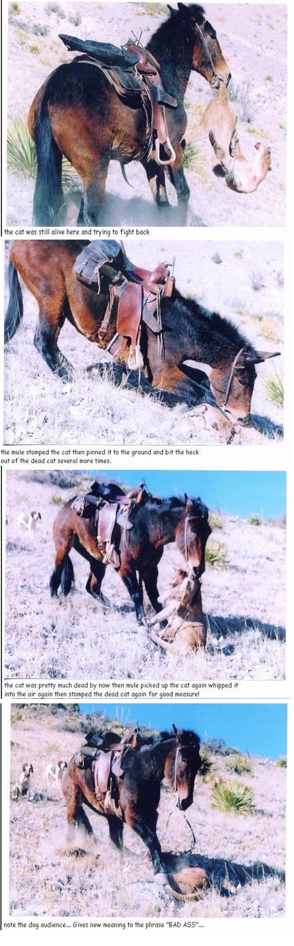donkey_vs_mtlion.jpg