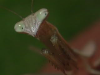 mantis006.jpg