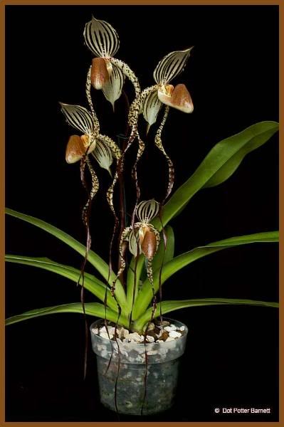 Paph_LadyIsabel.jpg