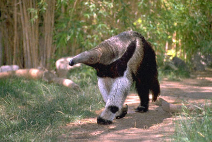 anteater1.jpg