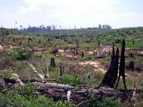 deforestation2468.jpg