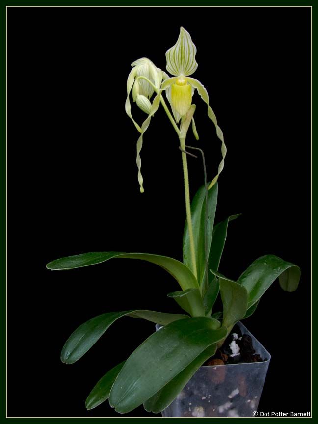 Paph_philippinense-alba-plant-2013_zps5725c7d3.jpg