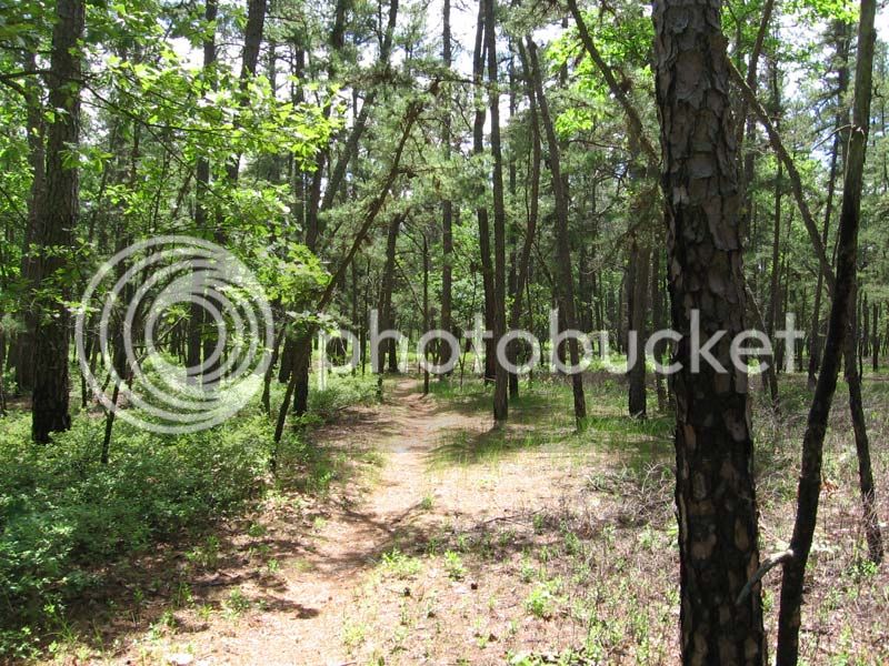 Pine-Barrens-trail.jpg