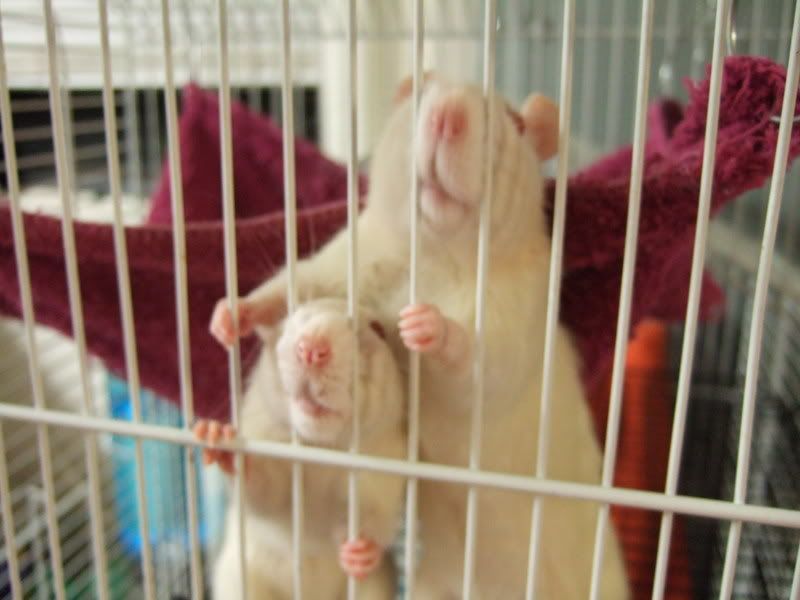 Ratties006.jpg