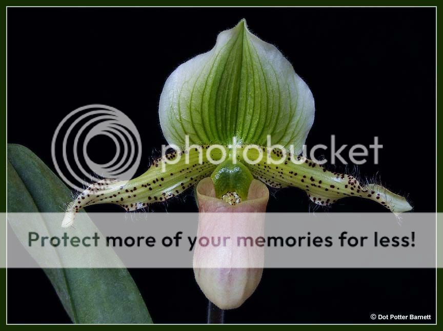 Paph_OrientalPrime-1.jpg