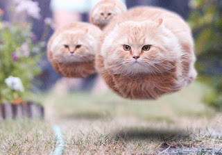 cats-floating-funny-photography-weird-Favim.com-260366.jpg