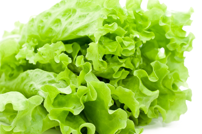 3922green_lettuce.jpeg