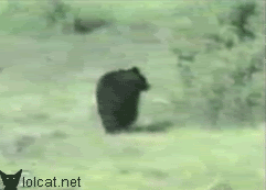 Bear-GIFs-bear-chased-by-cat.gif