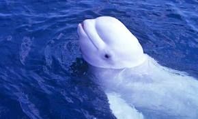 Belugawhale_zps4524061e.jpg