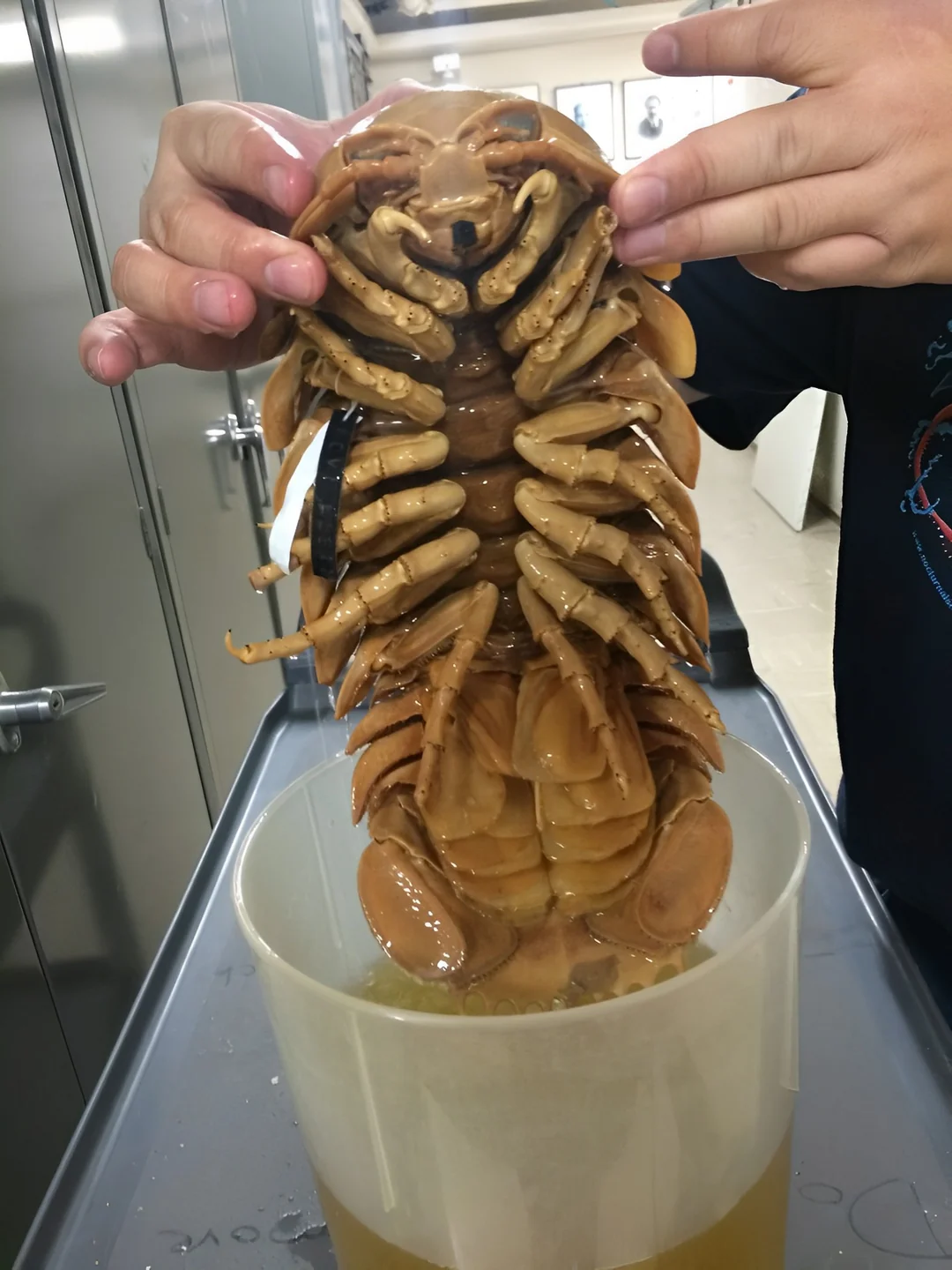 Giant-Isopod.webp